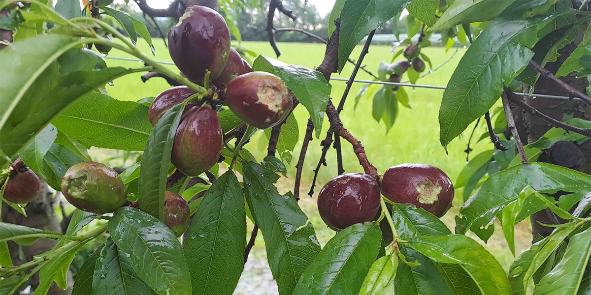 La grandine non risparmia il Piemonte: frutteti bersagliati